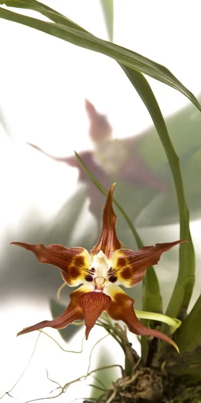 Nombre científico: Huntleya burtii // Clima: cálido