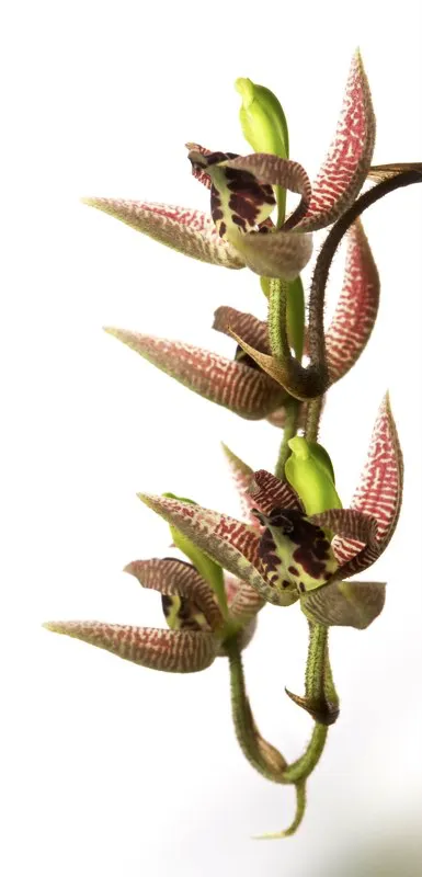 Nombre científico: Kegeliella kupperi // Clima: cálido