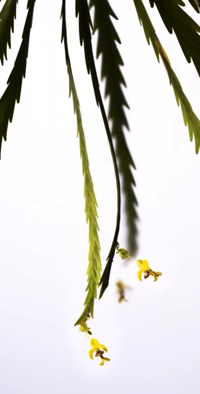Nombre científico: Lockhartia amoena // Clima: cálido, medio