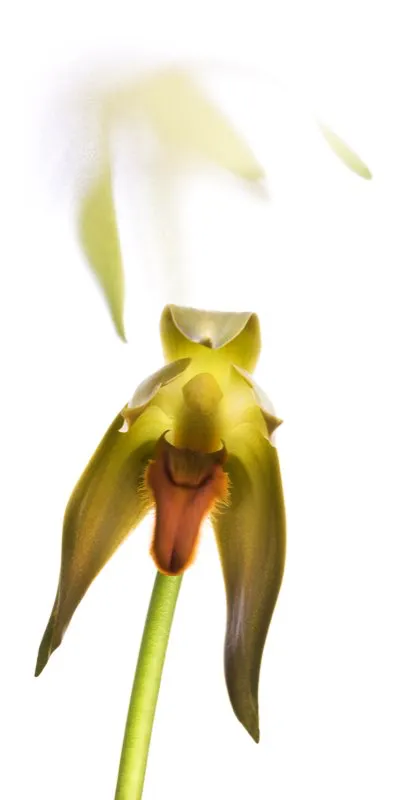 Nombre científico: Lycaste grandis // Clima: medio, frío