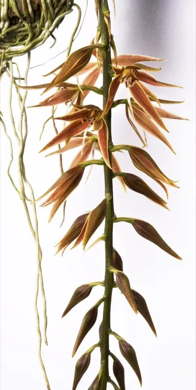 Nombre científico: Macradenia brassavolae // Clima: cálido