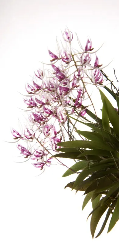 Nombre científico: Macroclinium escobarianium // Clima: medio