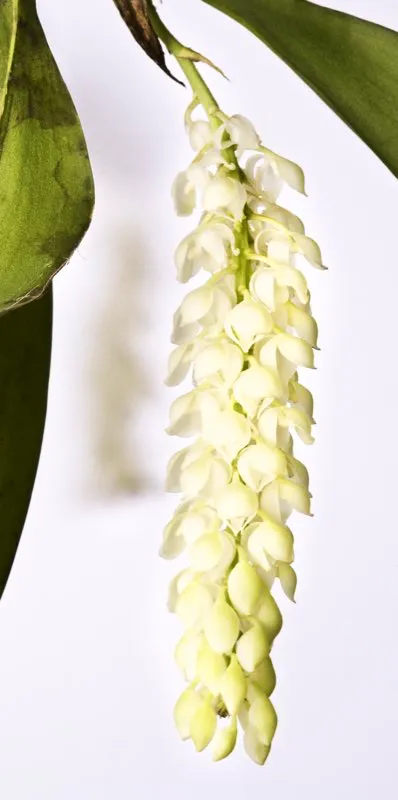 Nombre científico: Notylia albida // Clima: cálido