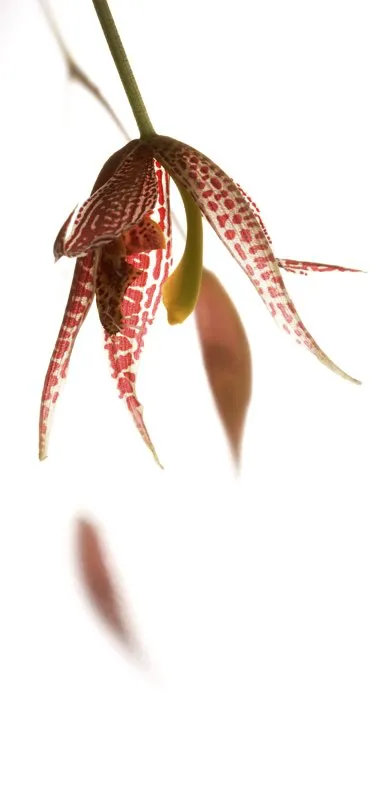 Nombre científico: Paphinia posadarum // Clima: medio