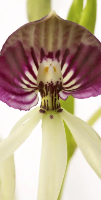 Nombre científico: Prosthechea cochleata // Clima: cálido, medio