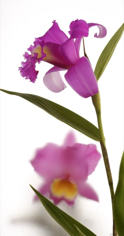 Nombre científico: Sobralia violacea // Clima: cálido, medio