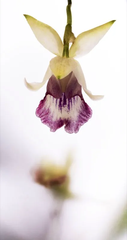 Nombre científico: Warczewiczella marginata // Clima: medio