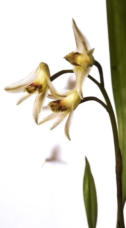 Nombre científico: Xylobium corrugatum // Clima: medio