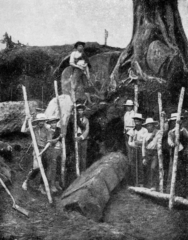 Extracción de una estatua del Montículo Oriental de la Mesita A del Parque Arqueológico de San Agustín, en las excavaciones dirigidas por Konrad Th. Preuss entre 1913 y 1914. Preuss llama la atención sobre el enorme árbol de caucho que allí se encontraba, para dar al lector una idea más cabal de las dificultades que tuvo que enfrentar durante los trabajos.