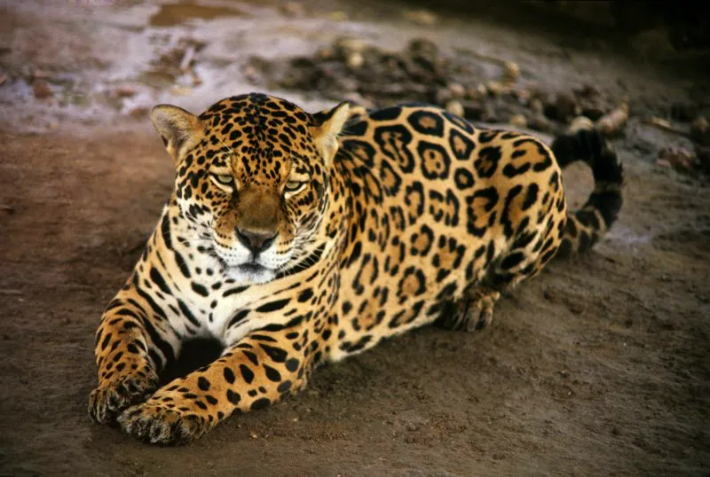 Un hecho notable de la arqueología del Macizo Colombiano es que, no obstante la importancia que se le ha dado en los estudios, de todos los animales representados en la estatuaria el menos frecuente es el jaguar. En la fauna real, aunque probablemente fue menos raro en la región en la época prehispánica que hoy, es un animal más propio de las selvas tropicales que del clima medio de San Agustín e Isnos.