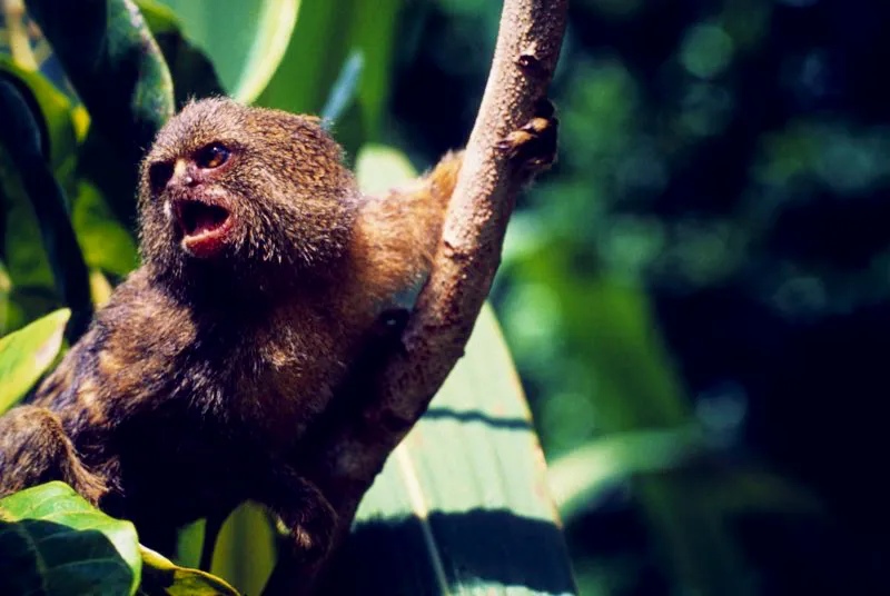 Aunque en la mayoría de los casos las imágenes no permiten distinguir entre especies o géneros de monos, muy probablemente los modelos centrales de la estatuaria fueron el mono araña (Ateles spp.), el mono cotudo, aullador o colorado (Alouatta spp., demostrado en la foto) y el “mico maicero” o mono capuchino (Cebus spp.), todos ellos probablemente presentes en la fauna prehispánica de la región.