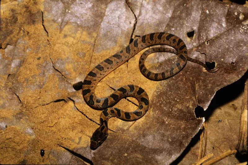 Las serpientes son los animales más numerosos en la estatuaria después de los monos. No están representadas de modo propiamente realista, pero la decoración de algunas estatuas sugiere que los artistas se inspiraron en especies como la coral, la anaconda, la boa arco iris y la mapanare.