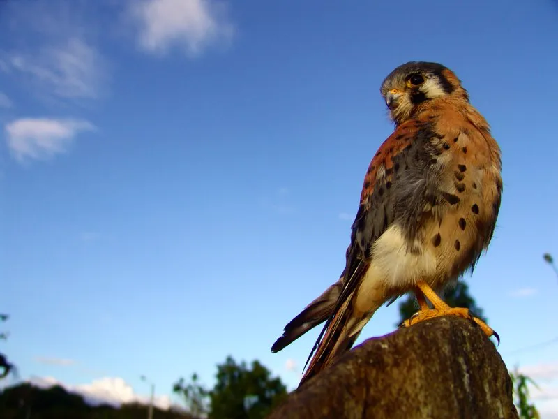 Las aves representadas en la estatuaria son todas aves de presa, y desde la década de 1850 los observadores han sugerido que se trata, o bien de búhos, o bien de águilas (en la imagen, ejemplar silvestre que vino a posarse sobre una piedra de la Mesita D cuando adelantábamos el trabajo para este libro). A los propios indígenas probablemente no les interesaba nuestra diferenciación entre los dos órdenes.