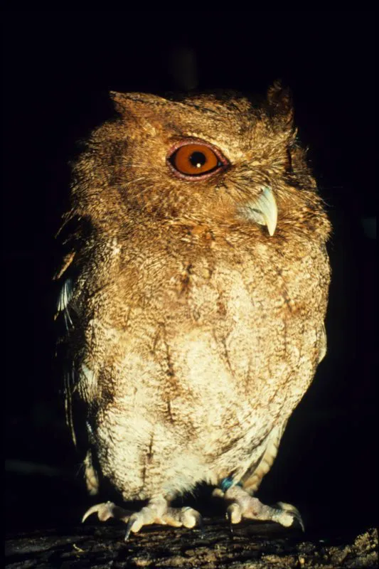 Las aves representadas en la estatuaria son todas aves de presa, y desde la década de 1850 los observadores han sugerido que se trata, o bien de búhos (en la imagen), o bien de águilas. A los propios indígenas probablemente no les interesaba nuestra diferenciación entre los dos órdenes.