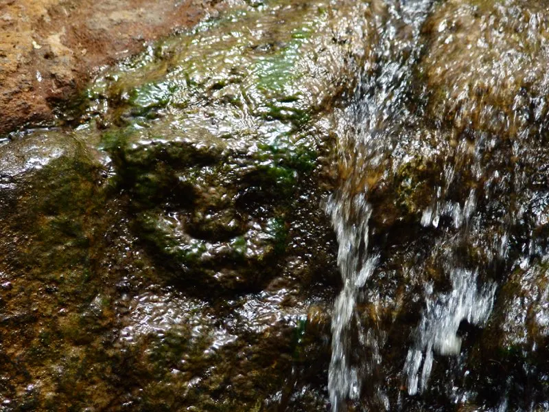 Rostros de mono en la Fuente de Lavapatas, el primero de ellos en el ángulo formado por la división en dos del cuerpo de una gran serpiente. Salvo por algunos ejemplos notables, entre ellos la única representación realista de un mono araña, en el mismo sitio, los monos de la estatuaria solo están representados por sus cabezas. Son monos decapitados y por lo tanto muertos, como lo indican sus ojos cerrados.
