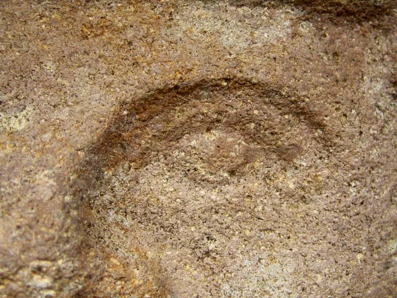 Muestra de la extraordinaria diversidad de formas y diseños de los ojos de la estatuaria.