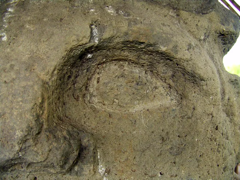 Muestra de la extraordinaria diversidad de formas y diseños de los ojos de la estatuaria.