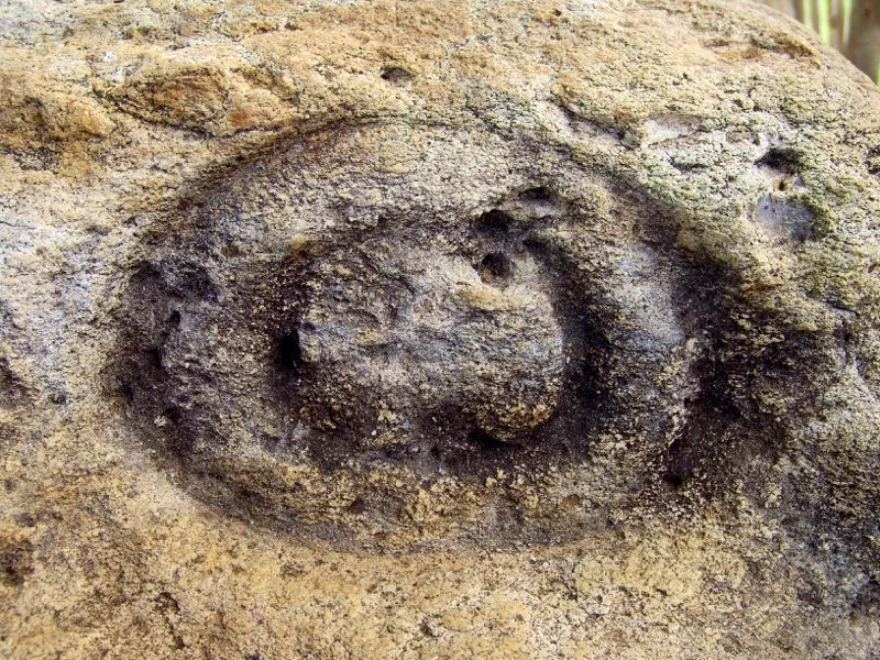 Muestra de la extraordinaria diversidad de formas y diseños de los ojos de la estatuaria.