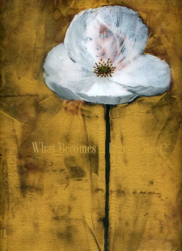 De la serie Amapolas | 2008-2011 | Dimensiones varias