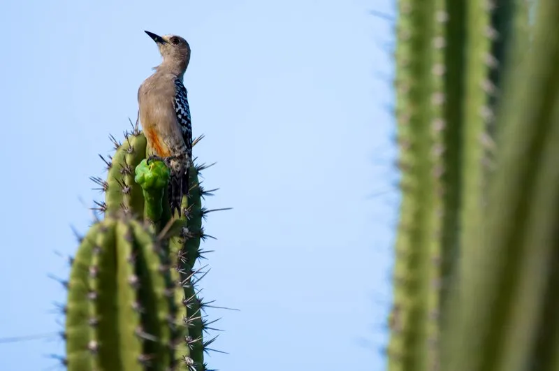 (Carpintero habado / Melanerpes rubricapillus - Caribe y Valle del Magdalena). Este carpintero habado macho percha sobre su nido, un hueco excavado dentro de un cactus. Cuando percha en un sitio expuesto, su vientre rojo y amarillo se ve con facilidad, pero lo oculta cuando lo hace vientre-abajo. Murray Cooper