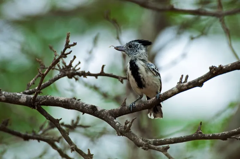 (Batará copetón / Sakesphorus canadensis - Caribe y Llanos). Un elegante macho blanquinegro de batará copetón colecta una ramita para construir su nido. Los batarás tienen roles sexuales equitativos: ambos sexos participan en la construcción del nido, incubación y cuidado de sus crías. Murray Cooper