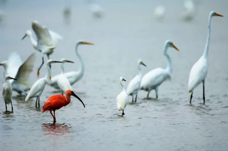 (Corocora / Eudocimus ruber - Costa Caribe y Llanos). Los pigmentos rojos responsables del color escarlata tan característico del corocora se derivan de pigmentos carotenoides presentes en los cangrejos rojos y otros crustáceos que conforman su dieta. Podríamos suponer, entonces, que este individuo más bien opaco ha estado comiendo muchos peces y que, si se dedicara a comer más cangrejos, ¡se tornaría más escarlata! Murray Cooper