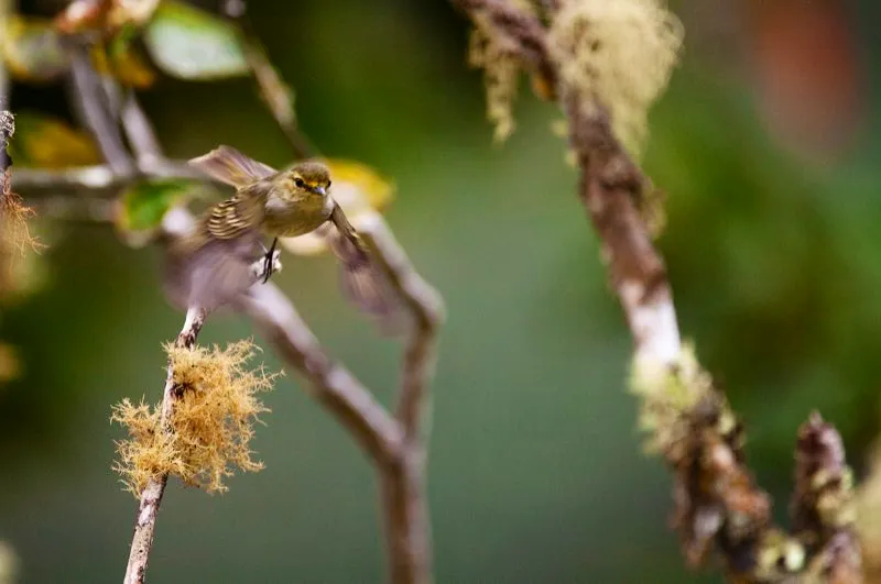 (Tiranuelo cejiamarillo / Zimmerius chrysops - Andes Occidentales, Centrales y Orientales). Para identificar tiranuelos y otros atrapamoscas pequeños y verdosos, es más útil conocer las vocalizaciones. El tiranuelo cejiamarillo es común en las montañas de Colombia. Recientemente, los ornitólogos han descubierto que esta “especie” en realidad comprende al menos dos formas distintas, cuyas principales diferencias son, precisamente, vocales. Murray Cooper