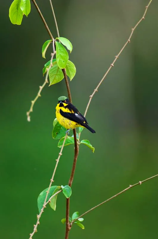 (Dacnis pechiamarilla / Dacnis flaviventer - Amazonia). El plumaje negro y amarillo de la dacnis pechiamarilla es generado por dos pigmentos distintos. Sintetiza melaninas para teir de negro sus plumas, mientras el amarillo intenso se origina de pigmentos carotenoides, los cuales adquiere de los frutos que ingiere. Murray Cooper