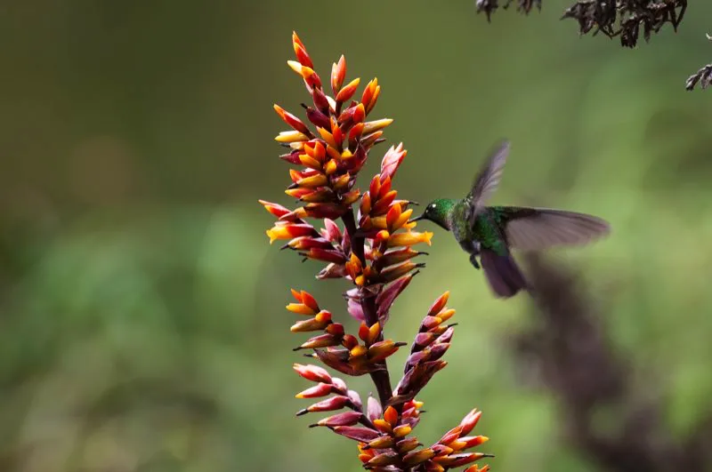 (Metalura colirroja / Metallura tyrianthina - Andes Centrales y Orientales, Sierra Nevada de Santa Marta). Las metaluras colirrojas de los Andes colombianos tienen colas rojizas, mientras aquellas de las montañas de Santa Marta lucen una cola negriazul. Murray Cooper