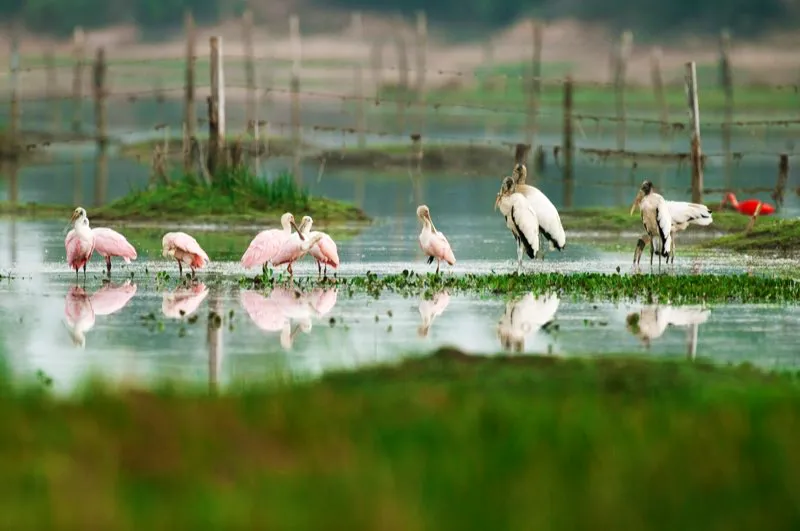 (Espátula rosada / Platalea ajaja - Costa Caribe y Llanos). Las espátulas se encuentran en todos los continentes, pero la espátula rosada solo se encuentra en Sudamérica, el Caribe y el sur de Estados Unidos, especificamente en de Texas, Louisiana y el sur de la Florida. Murray Cooper