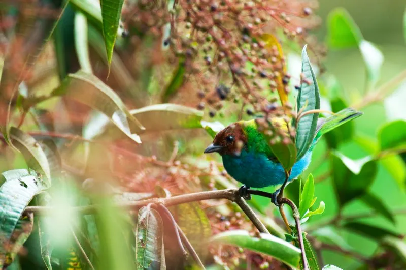 (Tangará cabecirrufa / Tangara gyrola - Piedemontes de los Valles del Cauca y Magdalena, y Sierra Nevada de Santa Marta). Los matorrales con frutos son sitios fabulosos para fotografiar. Una tangará cabecirrufa viene al almuerzo. Murray Cooper