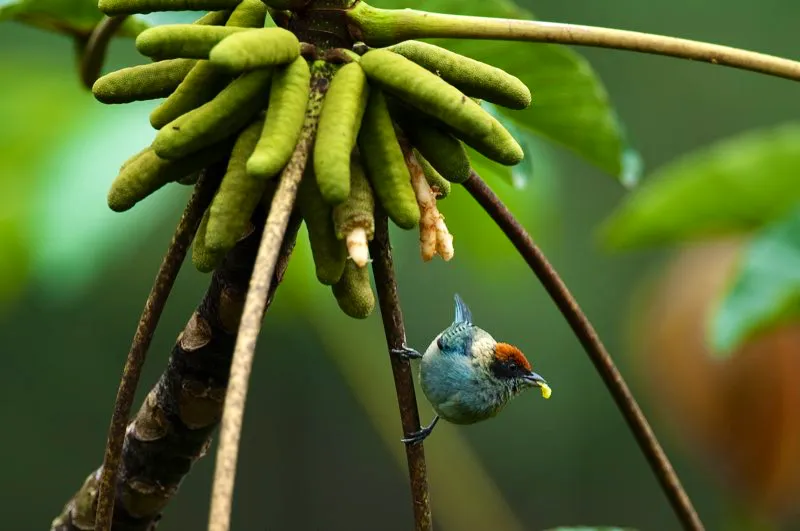 (Tangará rastrojera / Tangara vitriolina - Piedemontes de los Valles del Cauca y Magdalena). Los yarumos son árboles de rápido crecimiento, comunes en bosques en recuperación. Reconocerlos es sencillo: tienen troncos rectos y pálidos y hojas enormes. Sus frutos son una golosina para muchas aves. Esta tangará rastrojera desmenuza unos frutos blancos y carnosos. Murray Cooper