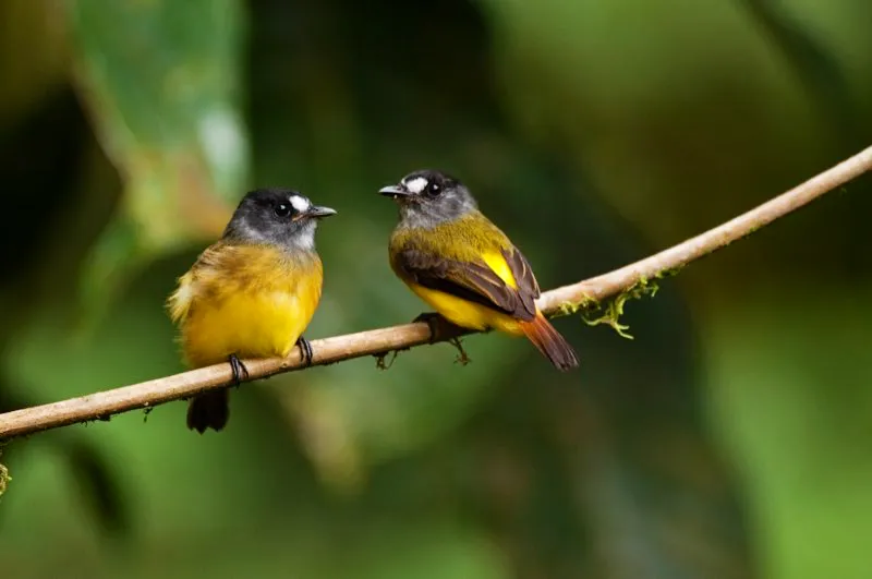 (Atrapamoscas ornado / Myiotriccus ornatus - Piedemontes de los Valles del Cauca y Magdalena). El atrapamoscas ornado es encantador. Vive bajo la sombra del bosque, cerca de riachuelos, luce rabadilla de color amarillo intenso y puntos blancos delante de cada ojo y suele permitir que el observador se le aproxime. Esta pareja al parecer no reparó siquiera en nuestra presencia. Murray Cooper