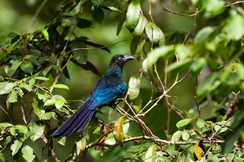 (Garrapatero grande / Crotophaga major - Caribe, Magdalena Medio, Llanos y Amazonia). Muchas aves viven en grupos, pero pocas son tan cooperativas como el garrapatero grande. Varias parejas cooperan para construir el nido. Pero lo que sucede después es más curioso aún: varias hembras ponen sus huevos en el mismo nido. Al parecer, las hembras son incapaces de reconocer sus propios huevos, por lo que comparten las tareas de incubación y alimentación. Murray Cooper