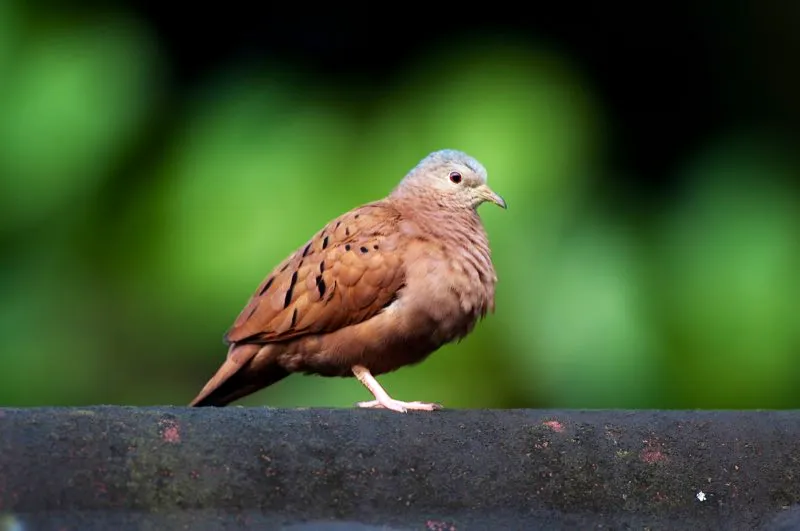 (Tortolita rojiza / Columbina talpacoti - Tierras bajas de toda Colombia). Esta tortolita rojiza es común en zonas rurales de colombia, con su plumaje herrumbroso, acentuado por la coronilla gris perlada. Bandadas pequeñas suelen buscar semillas en el suelo junto a caminos y volar asustadas cuando se las sorprende. Murray Cooper