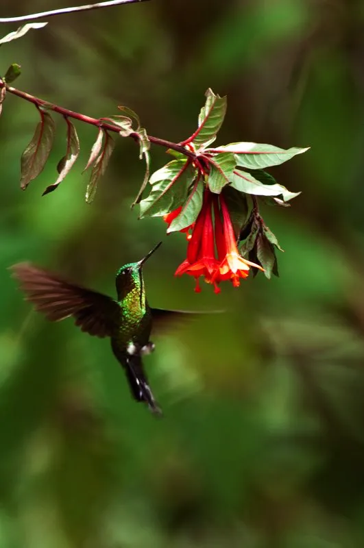 (Calzoncito colilargo / Eriocnemis luciani - Andes Centrales del Sur). Los calzoncito colilargos son picaflores de altas elevaciones en los Andes, donde muchas especies habitán más arriba que los últimos arboles del páramo, y son notables por los característicos calzoncillos vellosos blancos.
Murray Cooper