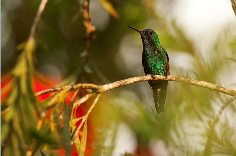 (Amazilia frentiazul / Amazilia cyanifrons - Piedemontes del Valle del Magdalena). Al igual que la amazilia buchicastaña, esta amazilia frentiazul es endémica de Colombia, presente solo en los piedemontes del valle del Magdalena. Sin embargo, la frentiazul es común, y se encuentra con frecuencia en árboles florecidos. Murray Cooper