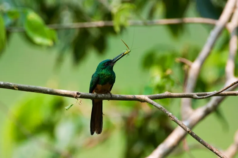 (Jacamar barbiblanco / Galbula tombacea - Amazonia). Este jacamar barbiblanco atrap un apetitoso catdido. La dieta insectvora de esta especie es similar a la de otros jacamares, aunque se especializa en capturar mariposas. Murray Cooper