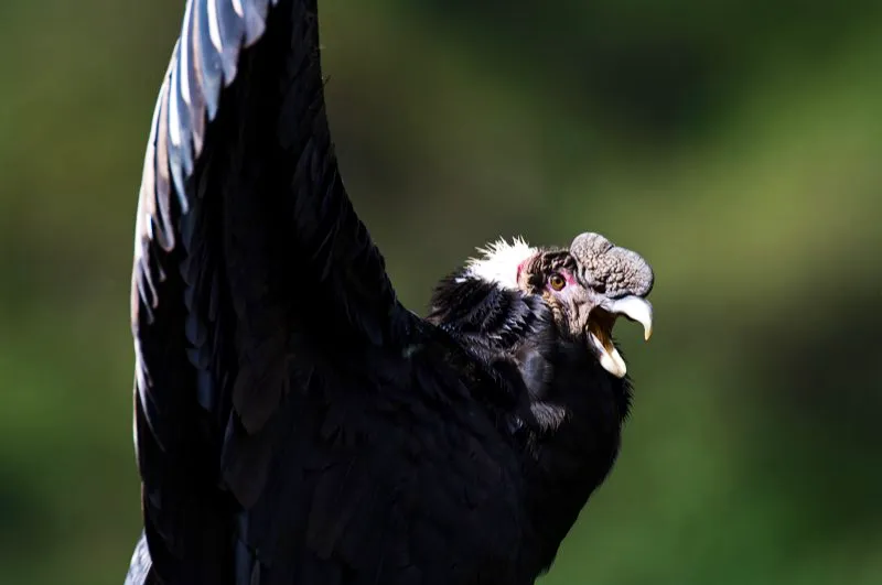(Cóndor Andino / Vultur gryphus - Andes Centrales y Sierra Nevada de Santa Marta). El impresionante cóndor es, sin duda, el ave arquetípica de los Andes, con su presencia bien marcada en los mitos y creencias indígenas. Son aves longevas que tienen un éxito reproductivo bajo (anidan una vez cada varios años). La cacería intensa y la pérdida de hábitat lo han convertido en una especie realmente rara en toda Colombia, cuya recuperación poblacional se dificulta por las peculiaridades de su biología reproductiva. Se necesitan esfuerzos sostenidos y concertados para evitar que esta magnífica ave deje de planear sobre los montes colombianos. Murray Cooper