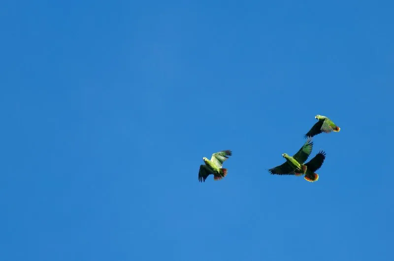 (Lora andina / Amazona mercenaria - Andes Centrales, Sierra Nevada de Santa Marta). Todas las aves tienen un nombre binomial único en latín. El primer nombre identifica el género, mientras el segundo corresponde a la especie. En el caso de la lora andina, el epíteto mercenaria hace referencia a los márgenes grisáceos de las plumas de su nuca, que le imparten un aspecto militar. Murray Cooper