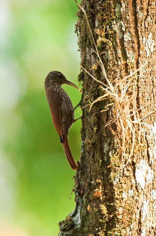(Trepatroncos montañero / Lepidocolaptes lacrymiger - Andes Occidentales, Centrales y Orientales, Sierra Nevada de Santa Marta). Los trepatroncos pertenecen a un grupo de aves predominantemente pardas, llamadas furnáridas. Aunque la mayoría de furnáridas tienen plumajes poco llamativos, algunas muestran patrones complejos que se ven muy lindos de cerca. Este trepatroncos montañero luce un patrón de lágrimas blancas en su pecho y vientre. Murray Cooper