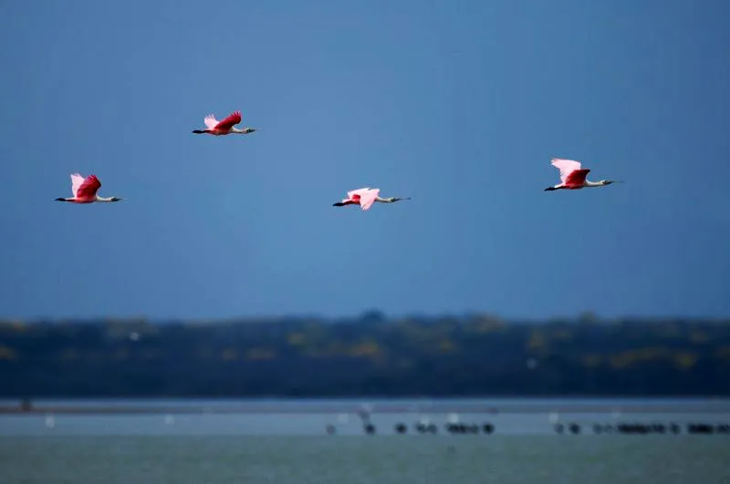 (Espátula rosada / Platalea ajaja - Costa Caribe y Llanos). Nuestra primera mañana en el famoso desierto de la Guajira fue una experiencia incomparable. Fotografiar pájaros en su hábitat puede ser una de las cosas más difíciles, pero allí (frente a nosotros) teníamos toda una galería de aves sentadas, esperando ser fotografiadas. Además, todo esto con buena luz y sin lluvia, pero nosotros con un calor impensado después de las 8 a. m. Murray Cooper