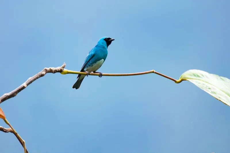 (Azulejo golondrina / Tersina viridis - Chocó, Amazonia, Valle del Magdalena y Sierra Nevada de Santa Marta). El azulejo golondrina es una tangará atípica. Nidifica en túneles que excavan en bancos de arena, de modo similar a algunas golondrinas; de ahí su nombre. El impresionante color del macho es turquesa, mientras la hembra luce un vívido plumaje verde follaje. Murray Cooper