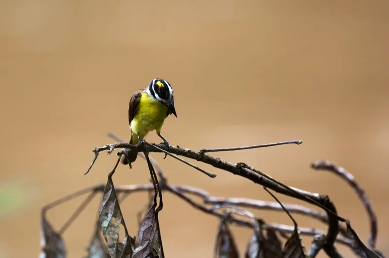 (Bichofu chico / Philohydor lector - Caribe, Valle del Magdalena, Llanos y Amazonia). Este bichofu chico mira atentamente a un escarabajo del suelo. El bichofu vive siempre cerca del agua. Normalmente, su parche coronario amarillo est oculto, pero lo eriza como una colorida cresta durante los despliegues reproductivos y territoriales. Murray Cooper