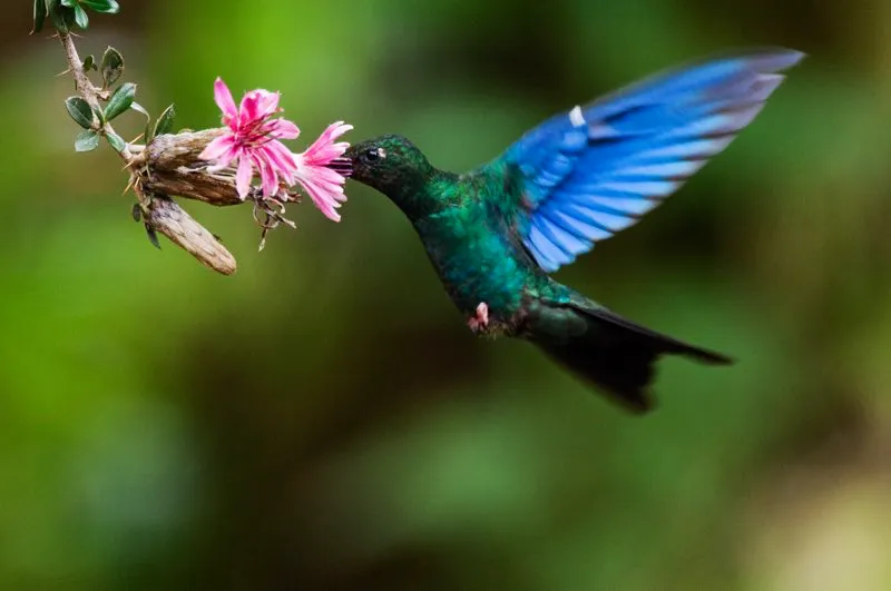 (Alizafiro grande / Pterophanes cyanopterus - Andes Centrales y Orientales). Si bien los colibríes son renombrados por su menudo tamaño, un par de especies desafían esta norma. El alizafiro grande es un colibrí enorme (20 cm del pico hasta la cola); tan grande, que sus aleteos son apreciables a simple vista. Murray Cooper