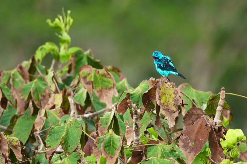 (Cotinga real / Cotinga cayana - Amazonia). El bosque lluvioso no lleva este nombre gratuitament; tempestades tremendas son una caracterstica frecuente de las selvas amaznicas. Tras una tormenta, las aves suelen posarse en perchas expuestas para secarse al sol, como lo hace esta cotinga real. Murray Cooper