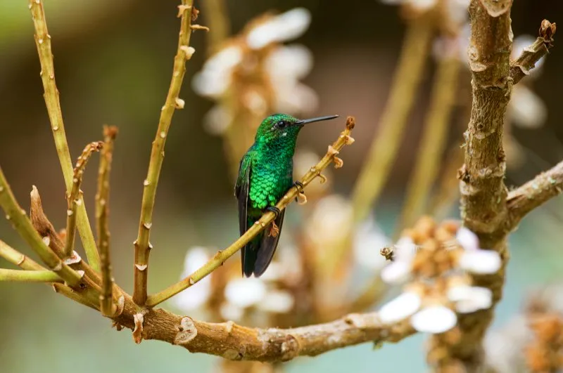 (Esmeralda piquirroja / Chlorostilbon gibsoni - Valle del Magdalena y Guajira). El macho esmeralda piquirroja destella sus plumas verdes al sol. La hembra es más opaca, con el vientre blanco y una cejita. Murray Cooper