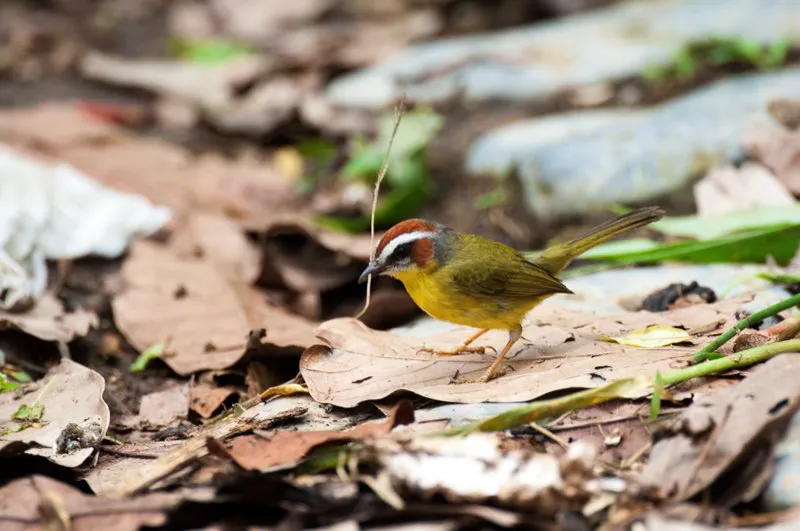 (Arañero cabecirrufo / Basileuterus rufifrons - Caribe y Valle del Magdalena). El arañero cabecirrufo construye su nido terrestre en forma de domo, usando hierbas. Observamos a esta hembra por treinta minutos, mientras colectaba prestamente hierbas y las tejía en su nido, incrustado con agudeza en una oquedad al margen de un camino. Murray Cooper