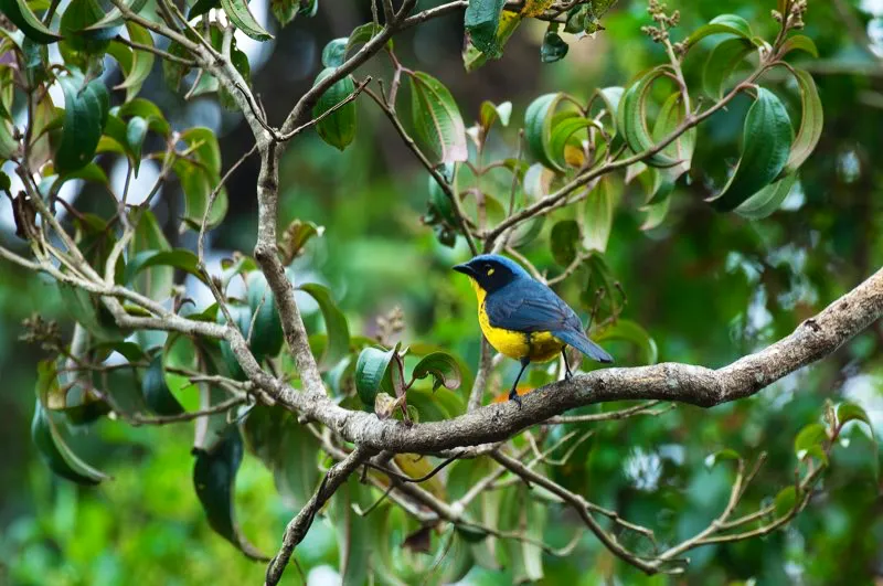 (Tangará serrana / Anisognathus melanogenys - Sierra Nevada de Santa Marta). El nevado Santa Marta es la montaña más alta de Colombia y está completamente aislado, rodeado por todos sus costados por tierras tropicales. Dicho aislamiento se traduce en que muchos de sus animales de montaña, como esta tangará serrana, no puedan salir de Santa Marta hacia otras cordilleras. Además, el aislamiento geográfico es la receta ideal para el endemismo: una gran proporción de las plantas y animales de Santa Marta son únicos en el mundo. Murray Cooper