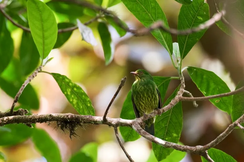 (Frutero pechidorado / Pipreola aureopectus - Andes Occidentales y Orientales, Sierra Nevada de Santa Marta). Resulto fácil acercarnos a este frutero pechidorado, parecía no estar molesto con nuestra presencia. Son generalmente aves muy letárgicas que se sientan solas o en pareja en el bosque. Murray Cooper